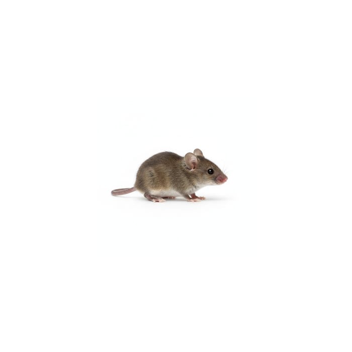 לוכד עכברים